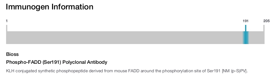 Phospho-FADD (Ser191) Polyclonal Antibody