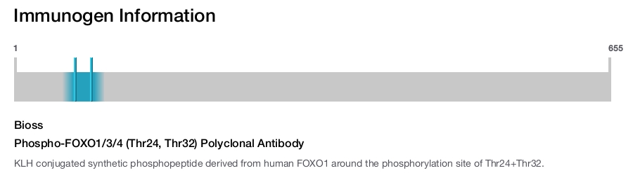 Phospho-FOXO1/3/4 (Thr24, Thr32) Polyclonal Antibody