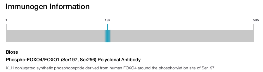 Phospho-FOXO4/FOXO1 (Ser197, Ser256) Polyclonal Antibody
