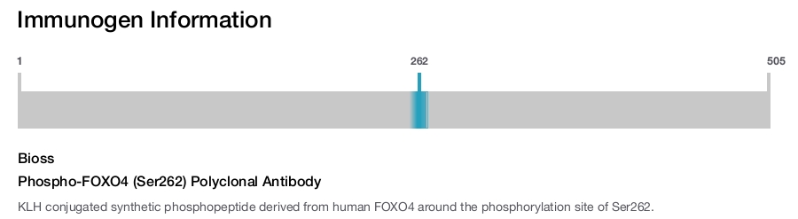 Phospho-FOXO4 (Ser262) Polyclonal Antibody
