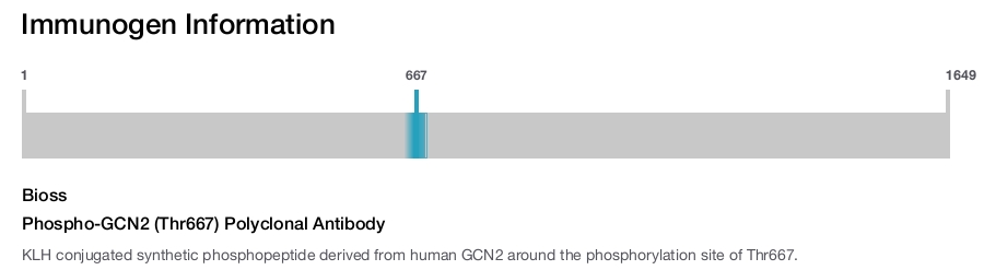 Phospho-GCN2 (Thr667) Polyclonal Antibody