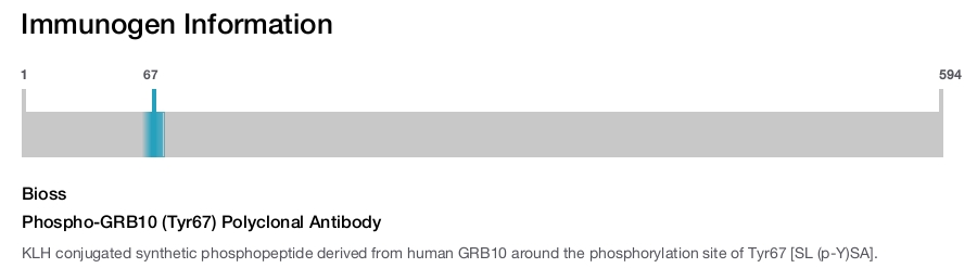 Phospho-GRB10 (Tyr67) Polyclonal Antibody