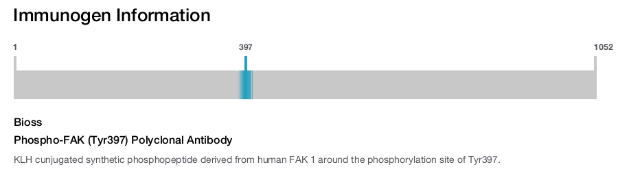 Phospho-FAK (Tyr397) Polyclonal Antibody