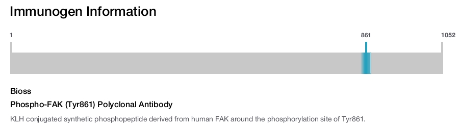 Phospho-FAK (Tyr861) Polyclonal Antibody