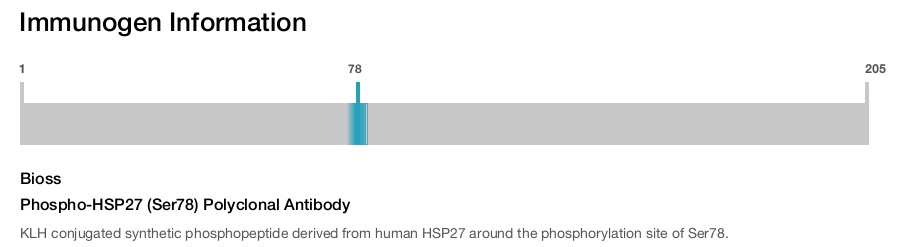 Phospho-HSP27 (Ser78) Polyclonal Antibody