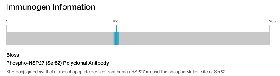 Phospho-HSP27 (Ser82) Polyclonal Antibody