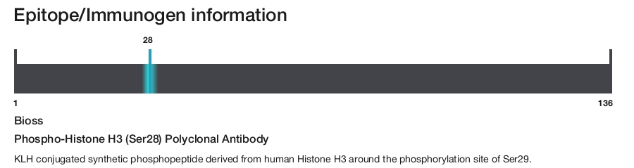 Phospho-Histone H3 (Ser28) Polyclonal Antibody