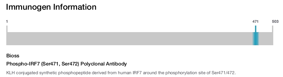 Phospho-IRF7 (Ser471, Ser472) Polyclonal Antibody