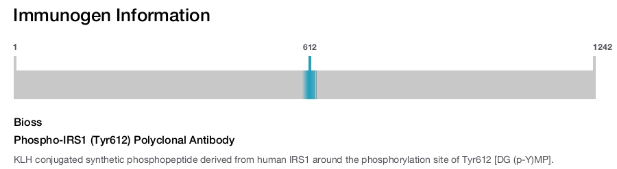 Phospho-IRS1 (Tyr612) Polyclonal Antibody