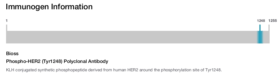 Phospho-HER2 (Tyr1248) Polyclonal Antibody