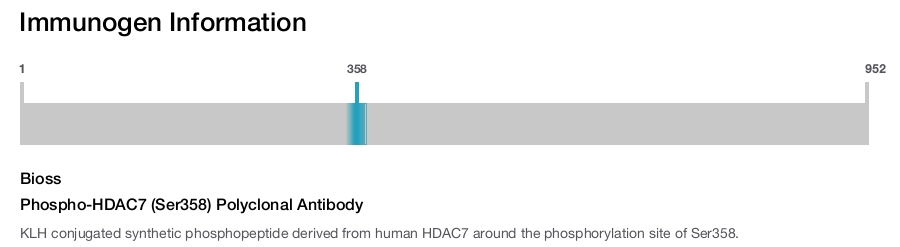 Phospho-HDAC7 (Ser358) Polyclonal Antibody