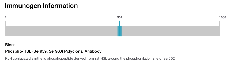 Phospho-HSL (Ser959, Ser960) Polyclonal Antibody