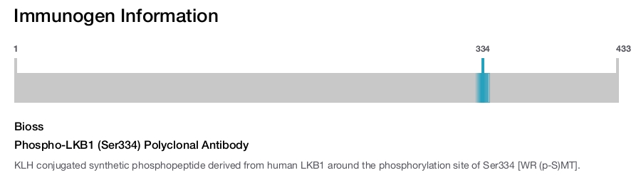 Phospho-LKB1 (Ser334) Polyclonal Antibody