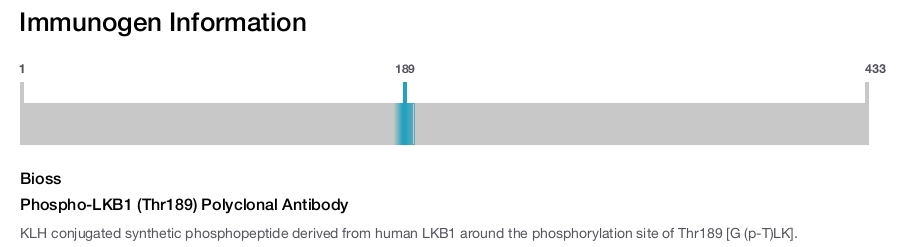 Phospho-LKB1 (Thr189) Polyclonal Antibody