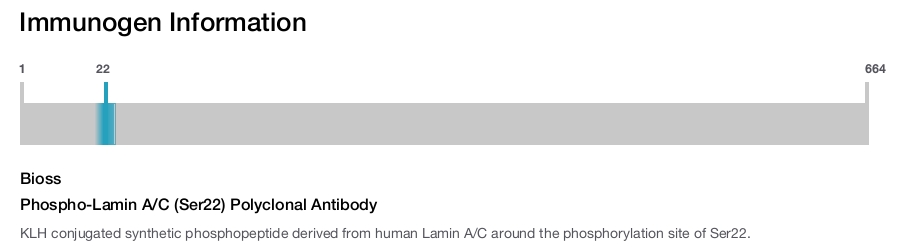 Phospho-Lamin A/C (Ser22) Polyclonal Antibody