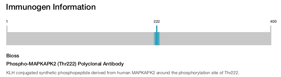 Phospho-MAPKAPK2 (Thr222) Polyclonal Antibody