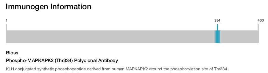Phospho-MAPKAPK2 (Thr334) Polyclonal Antibody
