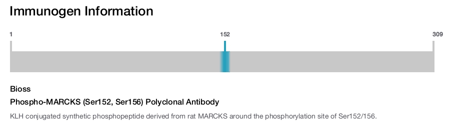 Phospho-MARCKS (Ser152, Ser156) Polyclonal Antibody