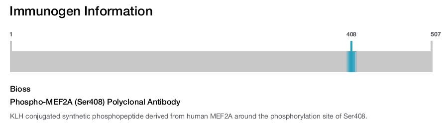 Phospho-MEF2A (Ser408) Polyclonal Antibody