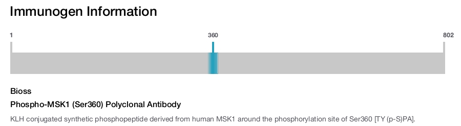 Phospho-MSK1 (Ser360) Polyclonal Antibody