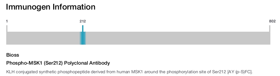 Phospho-MSK1 (Ser212) Polyclonal Antibody