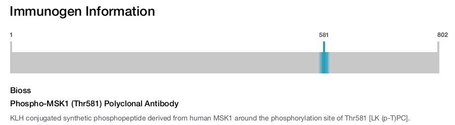 Phospho-MSK1 (Thr581) Polyclonal Antibody