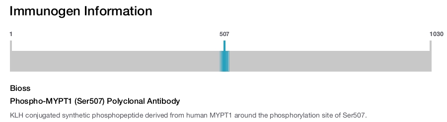 Phospho-MYPT1 (Ser507) Polyclonal Antibody