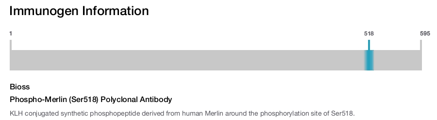 Phospho-Merlin (Ser518) Polyclonal Antibody