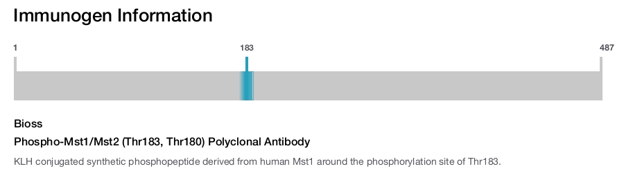 Phospho-Mst1/Mst2 (Thr183, Thr180) Polyclonal Antibody