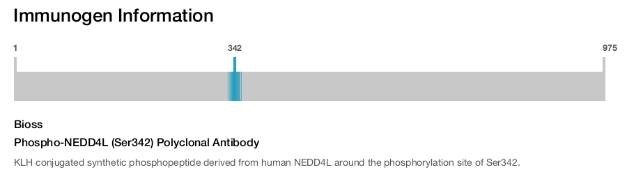 Phospho-NEDD4L (Ser342) Polyclonal Antibody