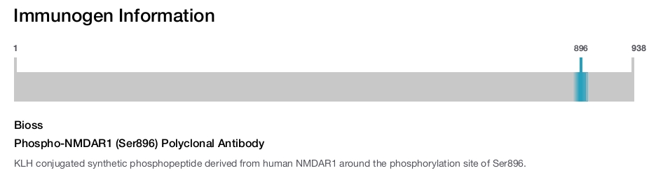 Phospho-NMDAR1 (Ser896) Polyclonal Antibody