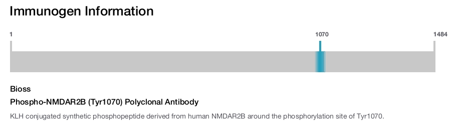 Phospho-NMDAR2B (Tyr1070) Polyclonal Antibody