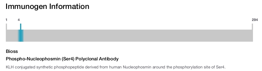 Phospho-Nucleophosmin (Ser4) Polyclonal Antibody