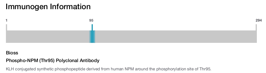 Phospho-NPM (Thr95) Polyclonal Antibody