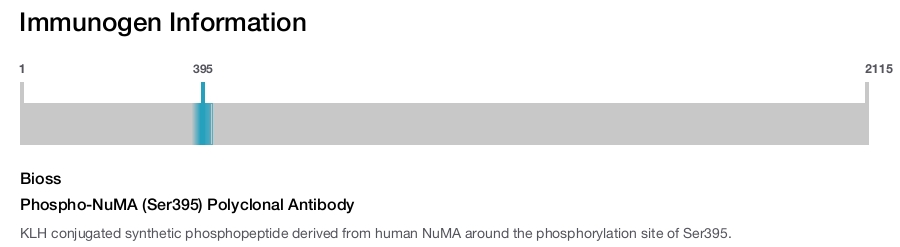Phospho-NuMA (Ser395) Polyclonal Antibody