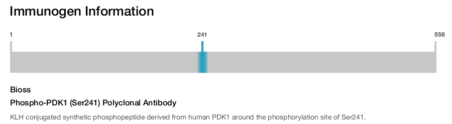 Phospho-PDK1 (Ser241) Polyclonal Antibody
