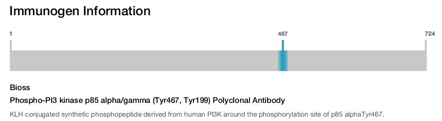 Phospho-PI3 kinase p85 alpha/gamma (Tyr467, Tyr199) Polyclonal Antibody