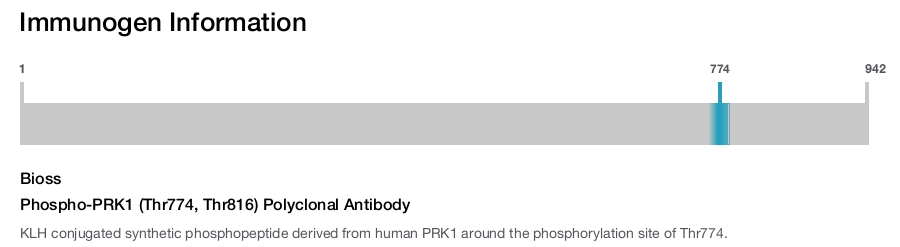 Phospho-PRK1 (Thr774, Thr816) Polyclonal Antibody