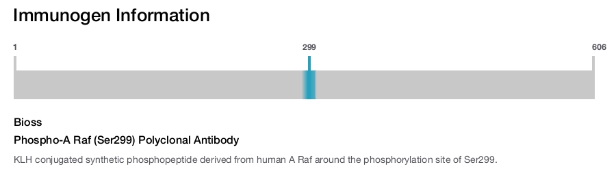 Phospho-A Raf (Ser299) Polyclonal Antibody