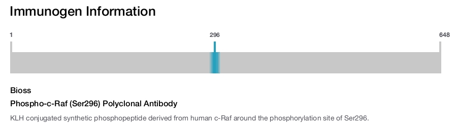 Phospho-c-Raf (Ser296) Polyclonal Antibody