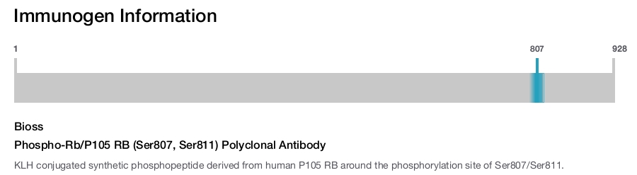 Phospho-Rb/P105 RB (Ser807, Ser811) Polyclonal Antibody
