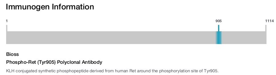 Phospho-Ret (Tyr905) Polyclonal Antibody