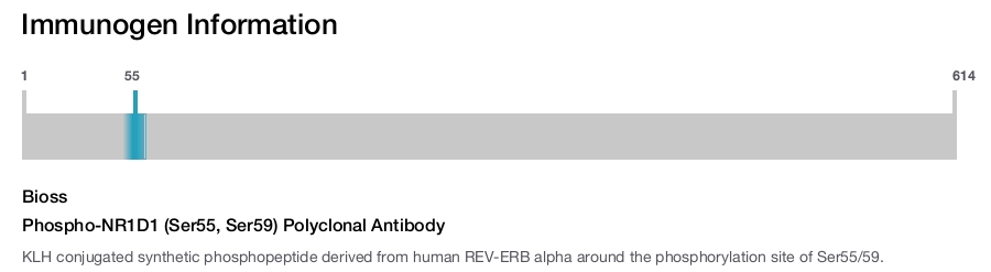 Phospho-NR1D1 (Ser55, Ser59) Polyclonal Antibody