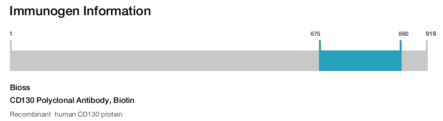 CD130 Polyclonal Antibody, Biotin