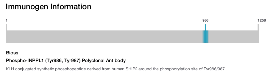 Phospho-INPPL1 (Tyr986, Tyr987) Polyclonal Antibody