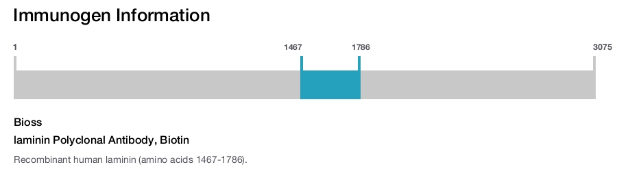 laminin Polyclonal Antibody, Biotin