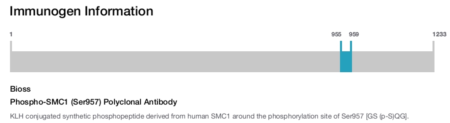 Phospho-SMC1 (Ser957) Polyclonal Antibody