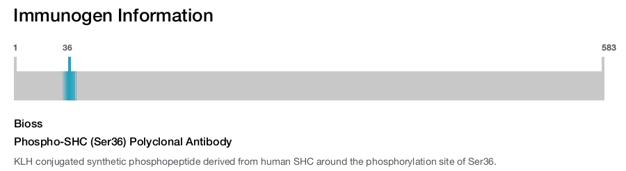 Phospho-SHC (Ser36) Polyclonal Antibody