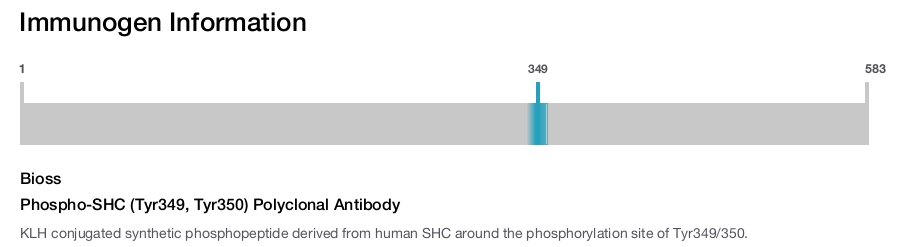 Phospho-SHC (Tyr349, Tyr350) Polyclonal Antibody