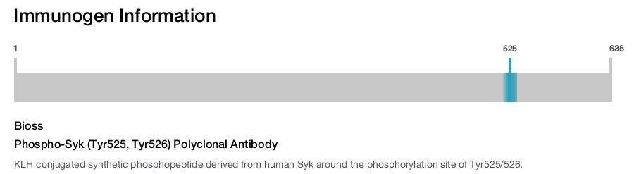 Phospho-Syk (Tyr525, Tyr526) Polyclonal Antibody